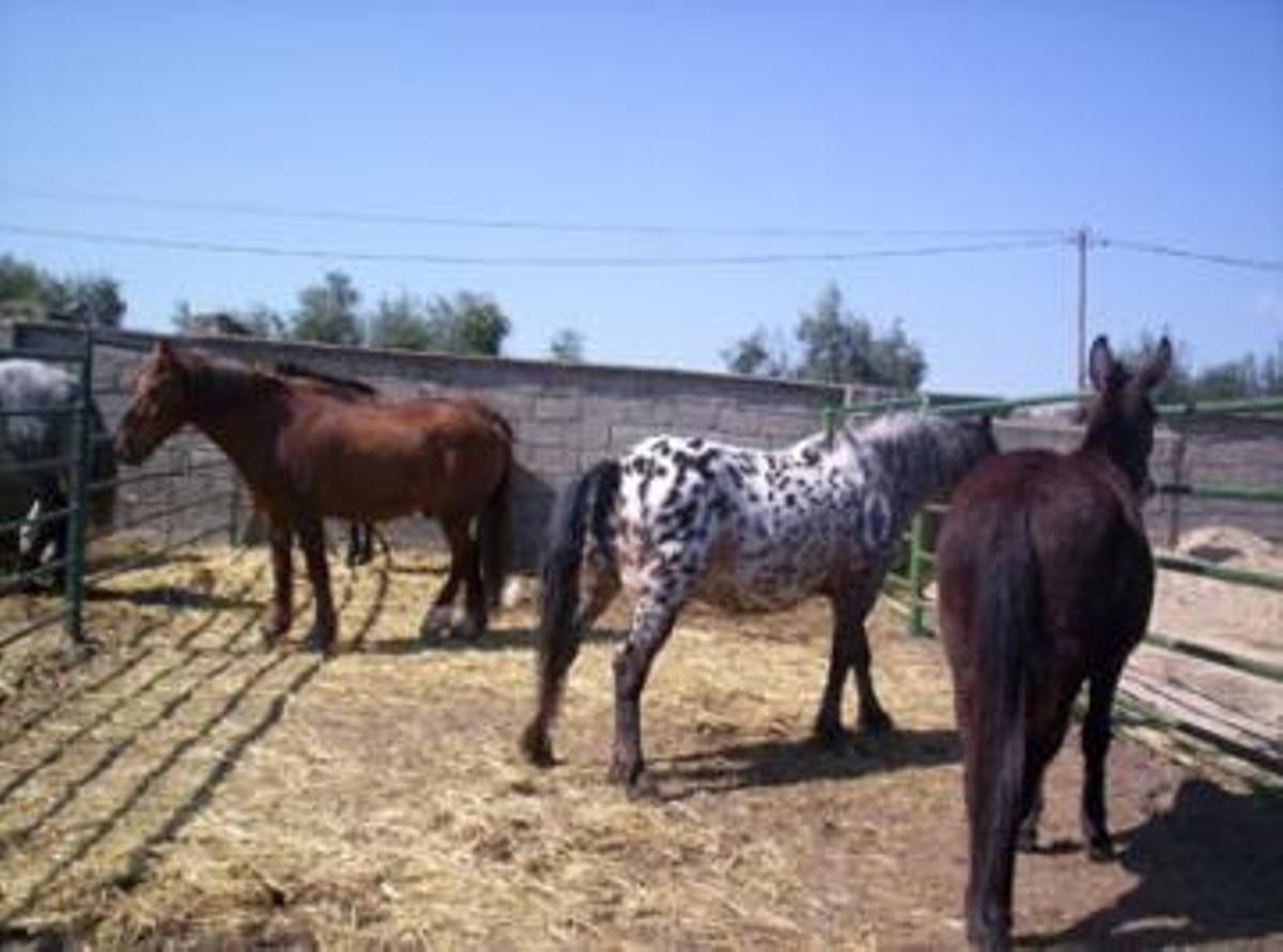 Galería | Así es Albalá, un pueblo de Cáceres
