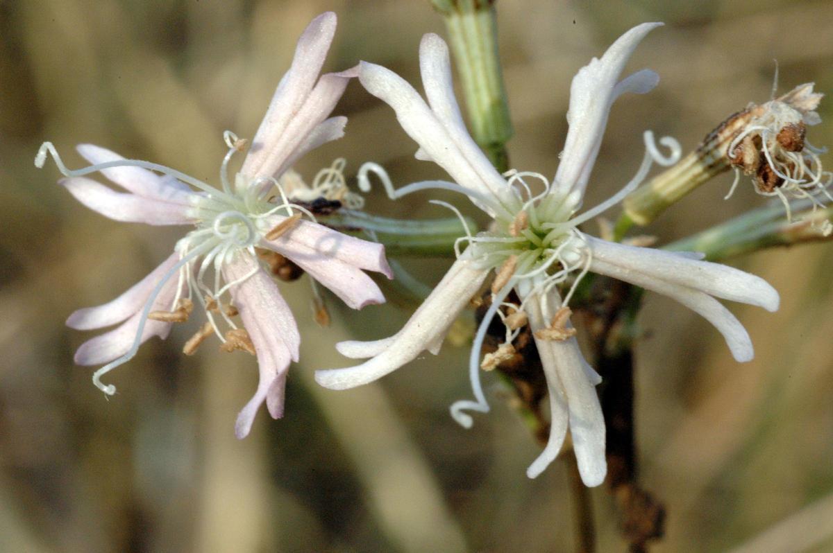 Dos exemplars de la 'Silene sennenii' de la zona del Castell