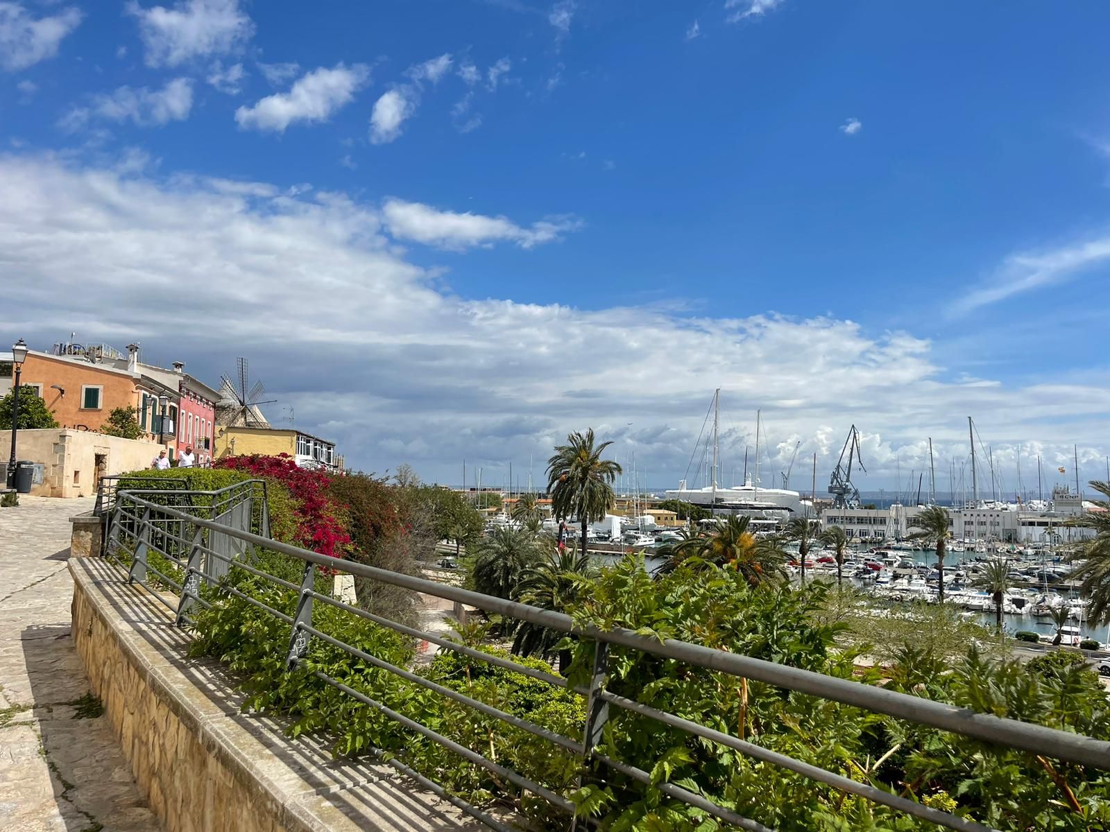 FOTOS: El barrio des Jonquet, en Palma, se llena de sargantanas