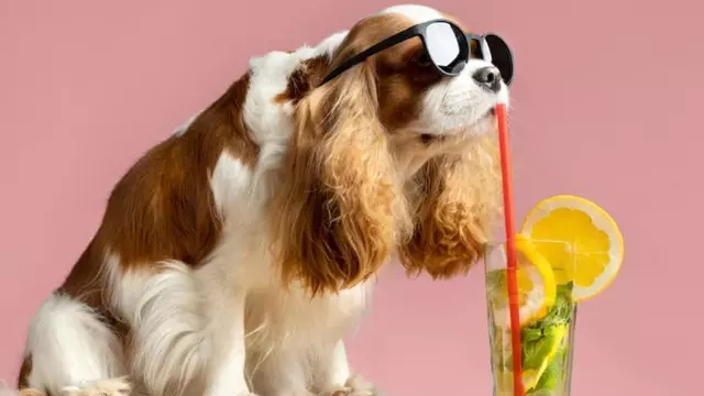 La imminent Lluna de Sang podria alterar el comportament de la teva mascota i segurament no ho sabies
