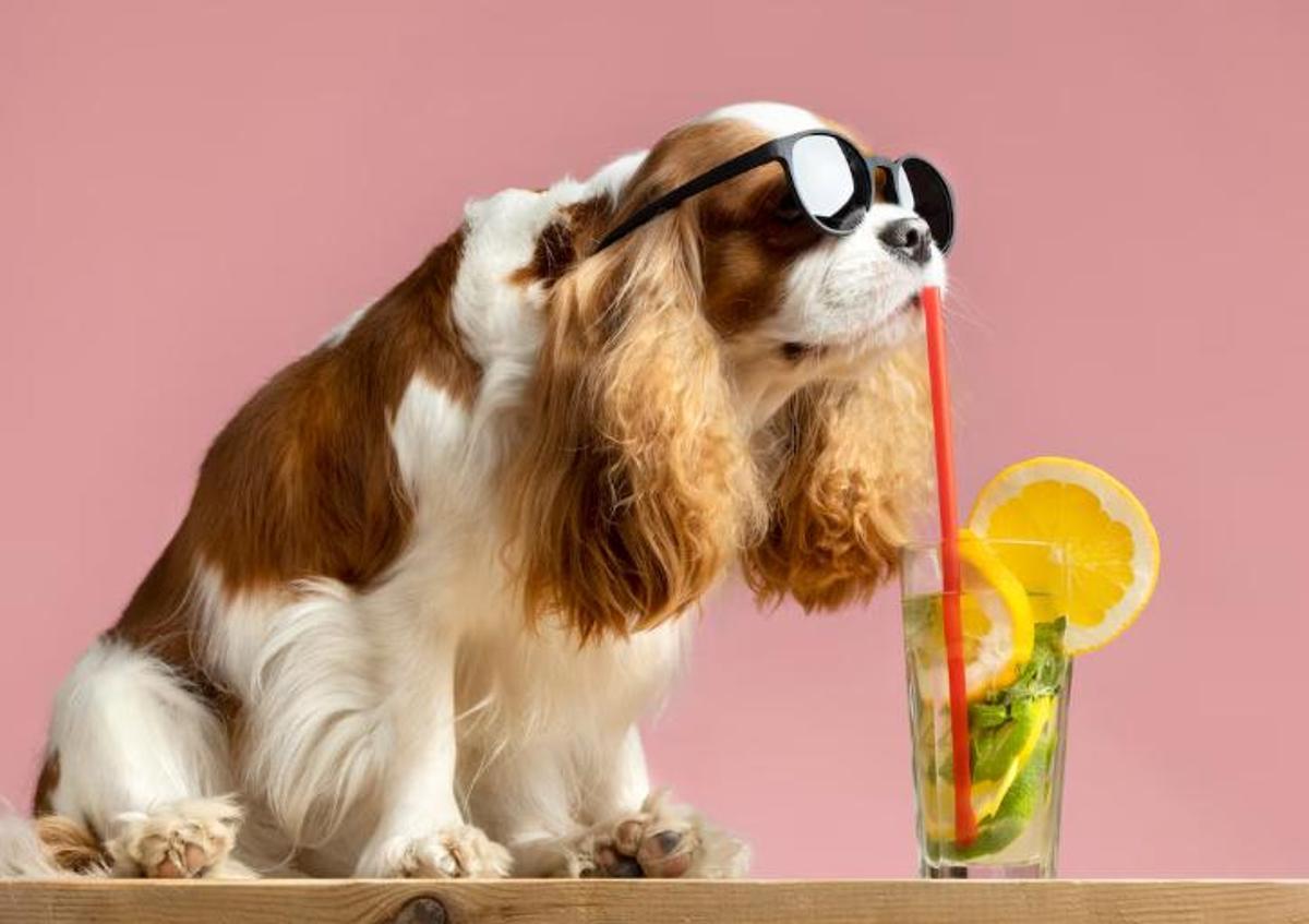 Els millors consells per endur-te la mascota de viatge