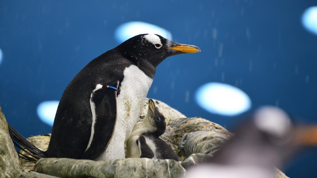 Pinguino papúa junto a su cría en Loro Parque