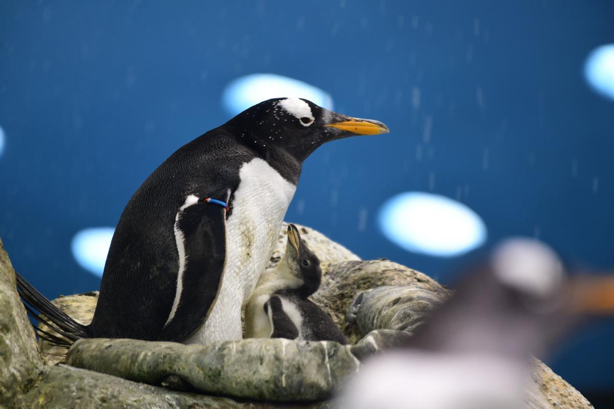 Pinguino papúa junto a su cría en Loro Parque