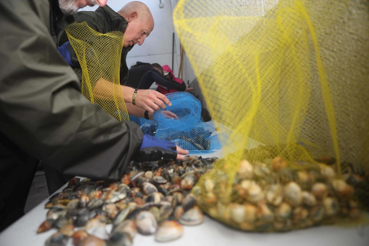 Los mariscadores a pie de la ría de O Burgo vuelven a faenar tras casi cuatro años de espera Los mariscadores a pie de la ría de O Burgo vuelven a faenar tras casi cuatro años de espera