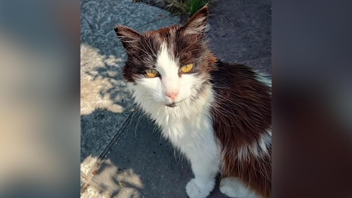 Princesa, la gata emblemática del Retiro, reaparece tras ser retirada del parque por una pareja sin autorización