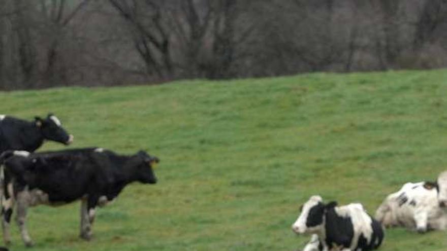 Vacas en una explotación ecológica de A Coruña. / fran martínez