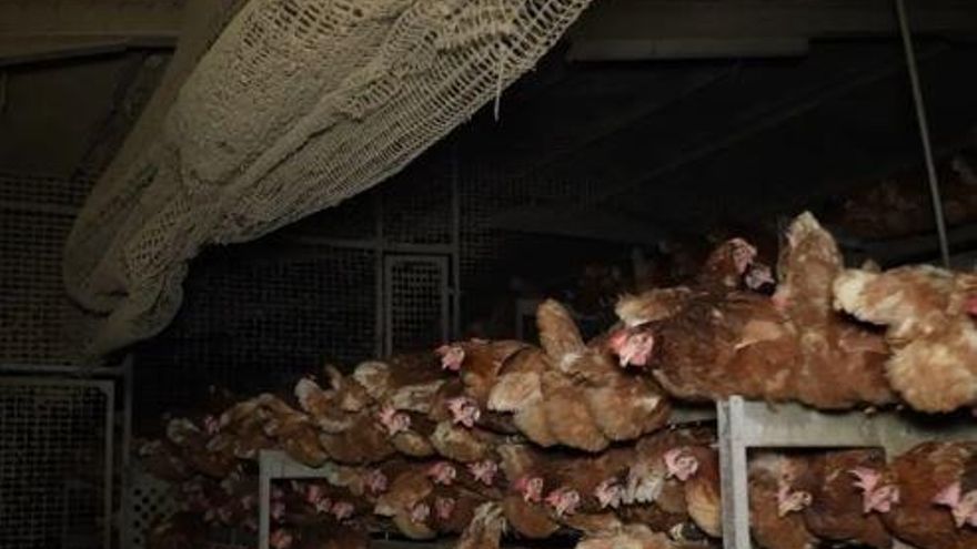 Agricultura detecta casos positivos de salmonela en tres explotaciones, uno de ellos en una nave de Manacor de Avícola Son Perot