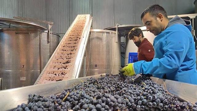 Trabajadores en una cinta de selección de uvas en una bodega durante la vendimia del año pasado. | C. T. (ARCHIVO)