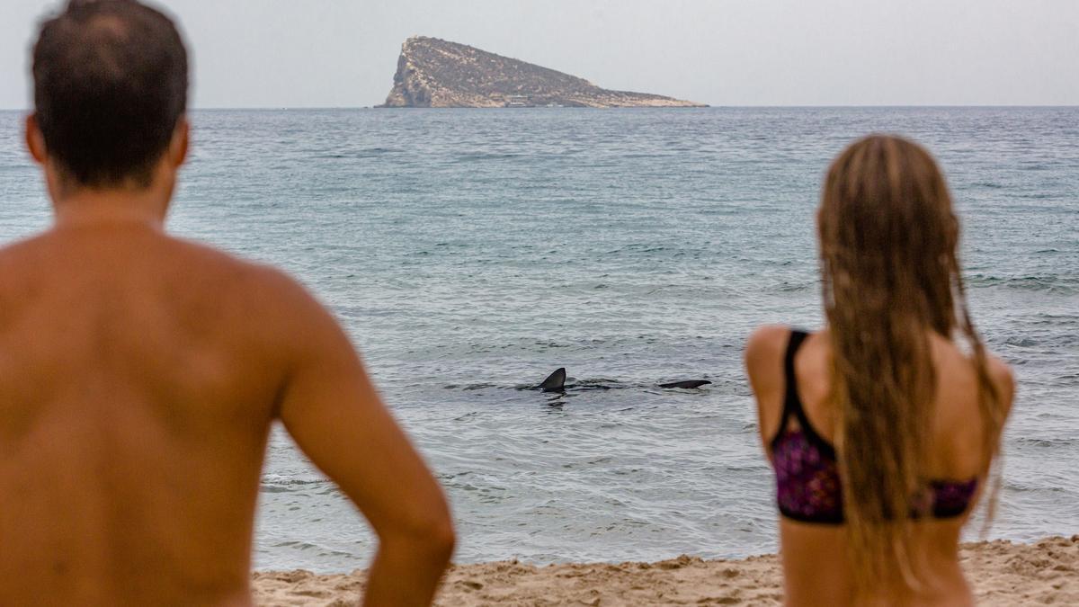 Aparece un tiburón de dos metros en Benidorm