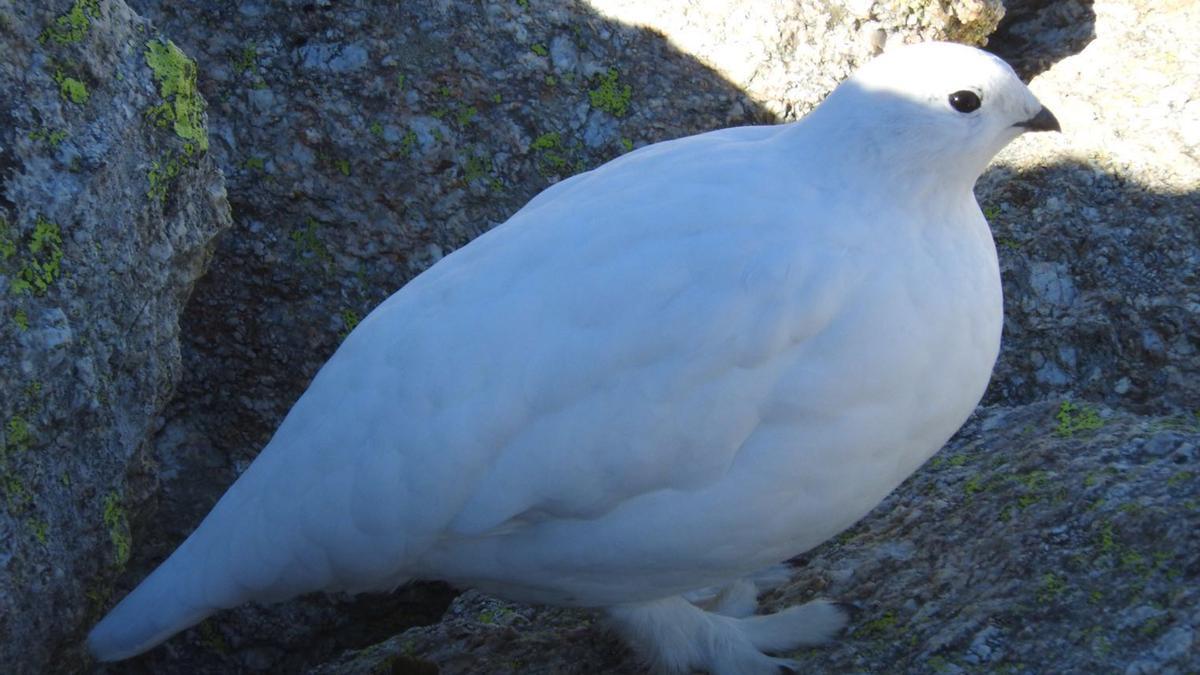 Una perdiu blanca al Ripollès