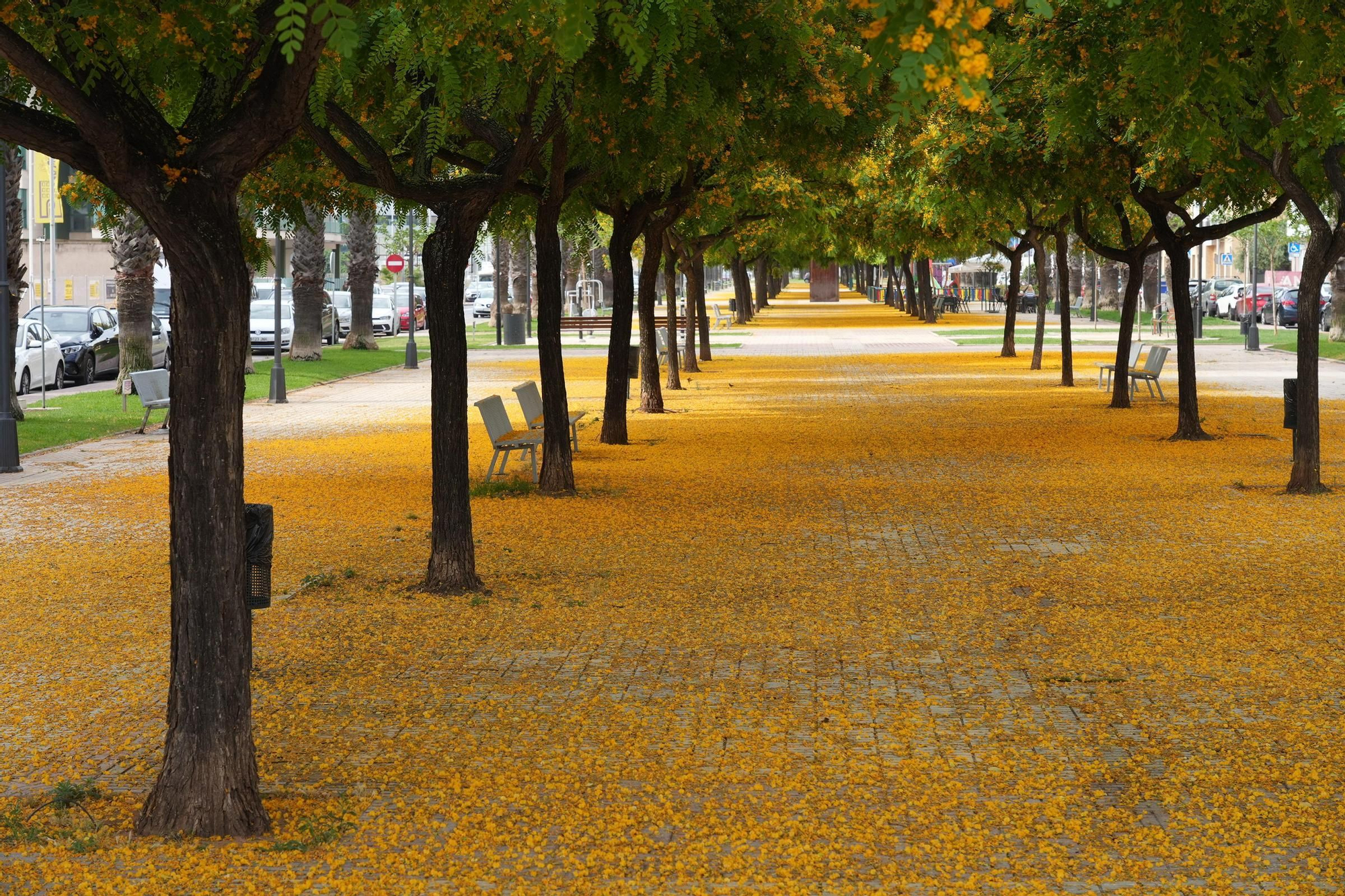 La floración tiñe las calles de Castelló