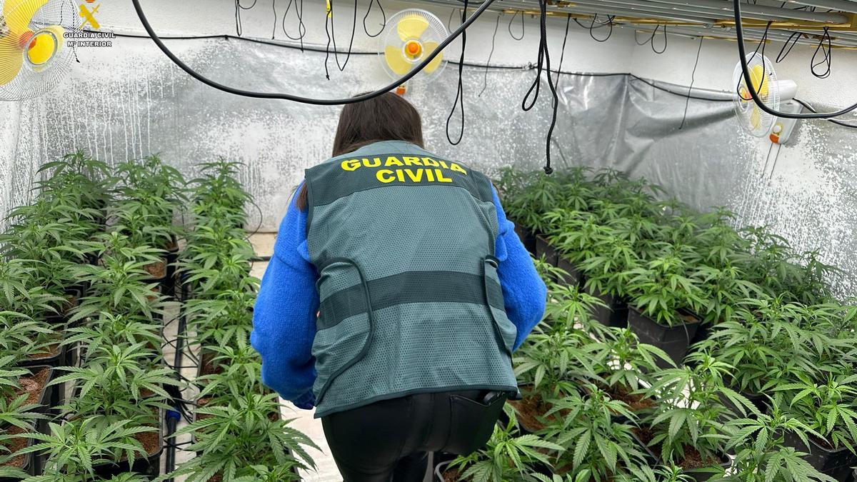 Imagen de una de las plantaciones de marihuana desmanteladas por la Guardia Civil en El Vendrell y Vespella de Gaià (Tarragonès).