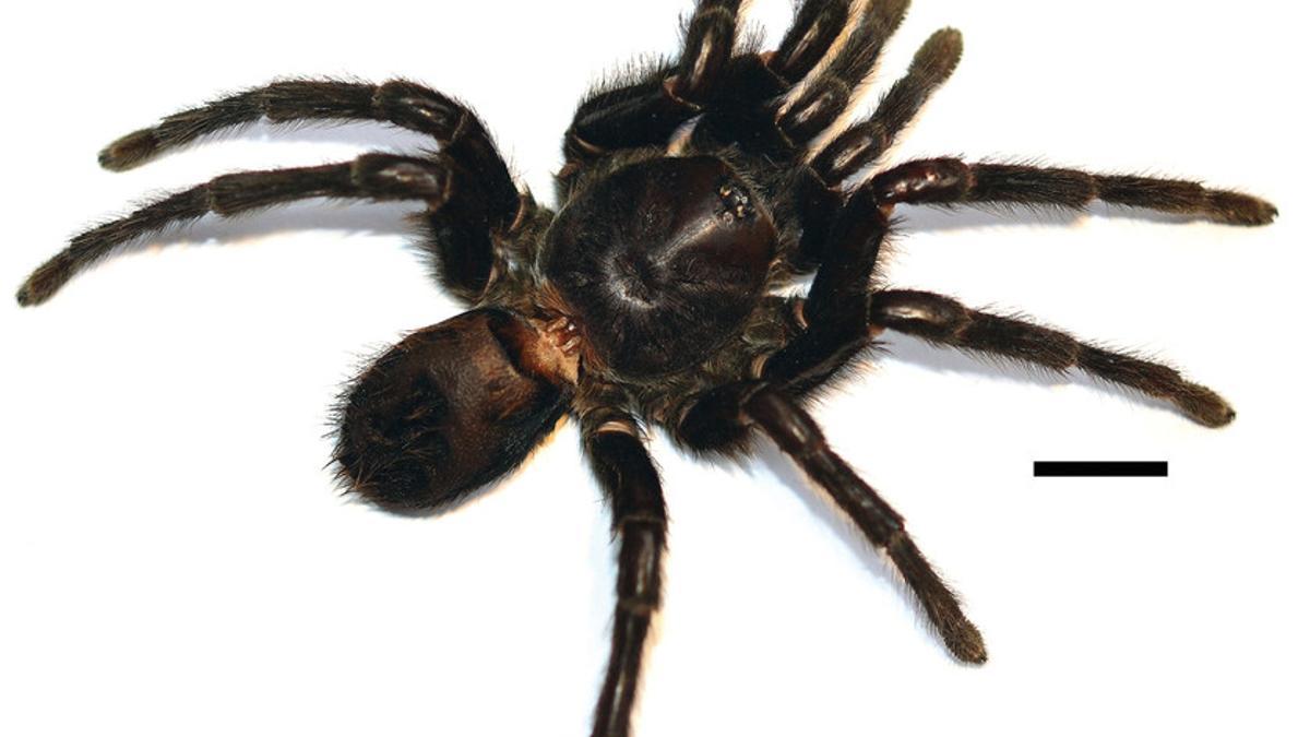 García Márquez da nombre a una especie de tarántula hallada en Colombia