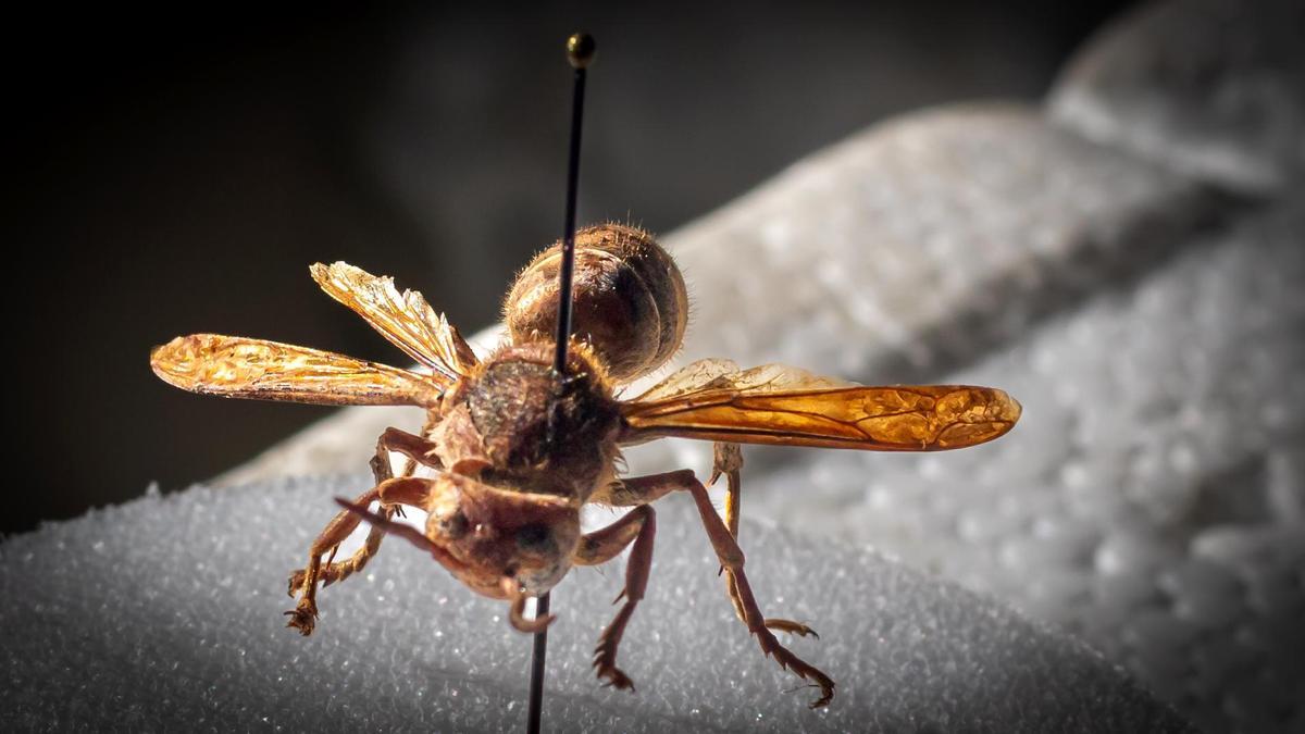 Imagen de un ejemplar de avispa carnicera detectada por primera vez en Mallorca