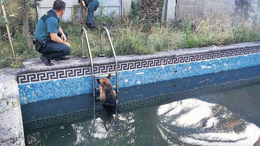 Turco, el perro que se encontraba en la piscina, donde lo rescató la Guardia Civil. A los dos días tuvo que ser eutanasiado. // GC