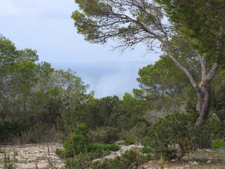 Extinguido el incendio en la Mola de Formentera.