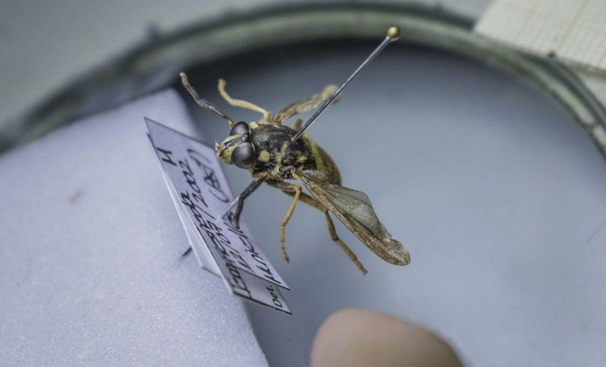Uno de los insectos analizados en el laboratorio de Oviedo.