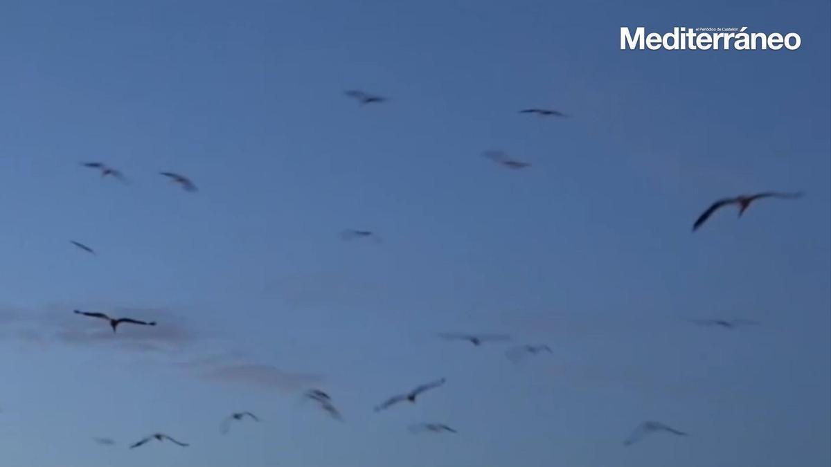Un grupo de flamencos sobrevuela Castelló y sorprende a los vecinos
