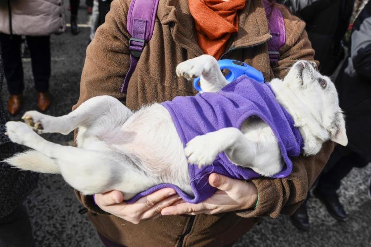 Bendición de animales en Els tres tombs