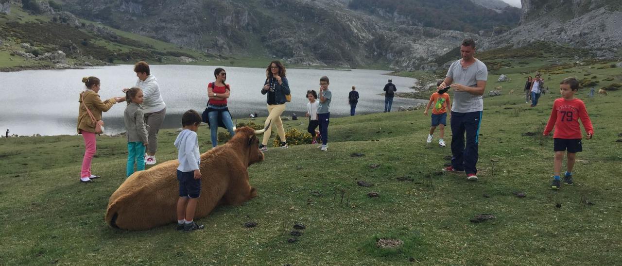 Turistas tomando fotografías de las vacas junto al lago La Ercina, en una imagen de archivo. | LNE