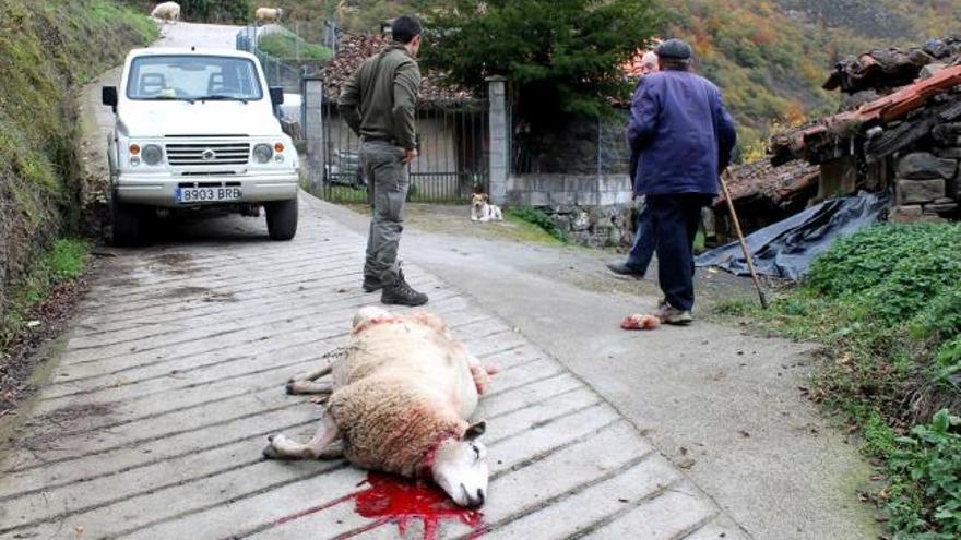La oveja muerta en Ricao.