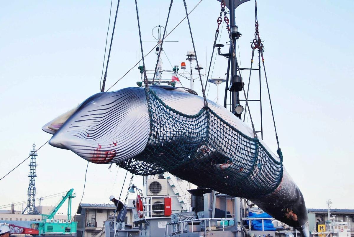 La caza de ballenas sigue practicándose por unos pocos países