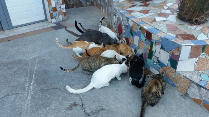 En marcha una campaña de esterilización e identificación masiva de gatos en El Hierro