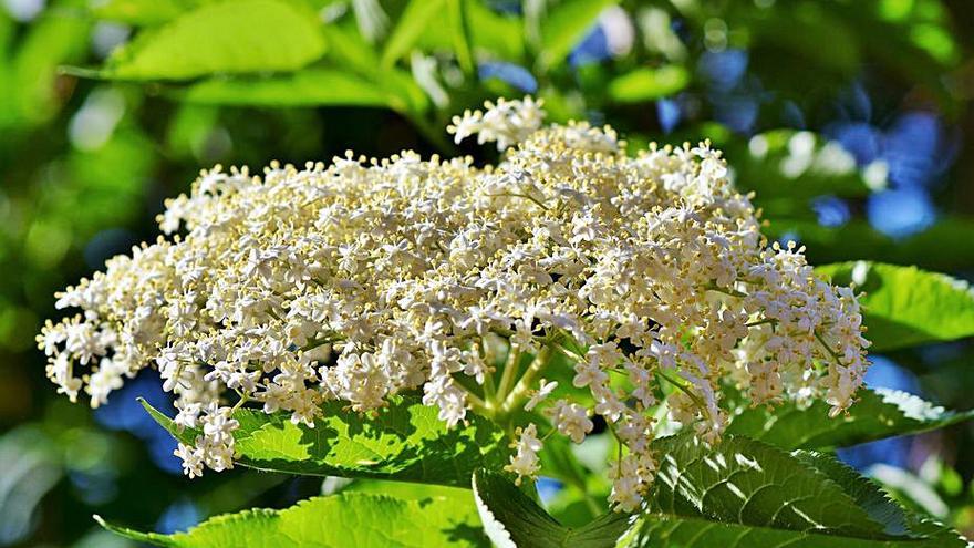 Las flores secas del saúco también se infusionan en leche.   | // PIXABAY