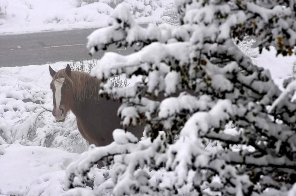 Ola de frío y nieve en Asturias