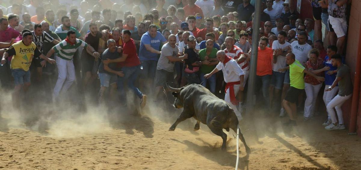 Un momento de la salida de Galocho, el Toro Enmaromado de 2025. | J. A. G.