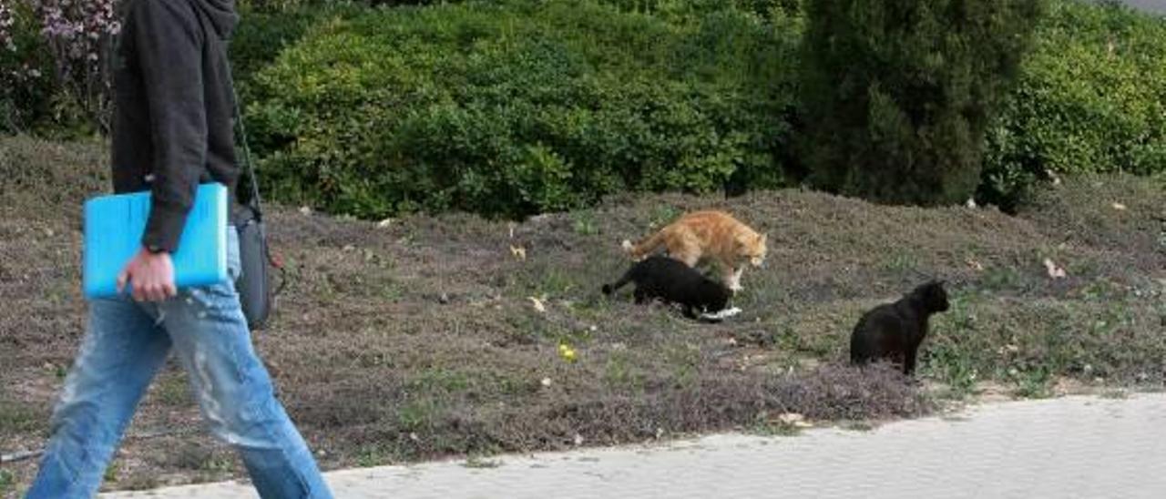 Varios gatos en el césped del campus de la UA se alimentan de la comida que les dejan.