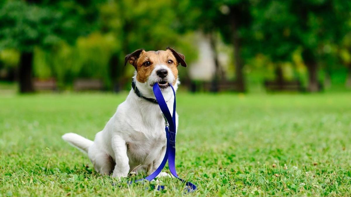 El Ayuntamiento de Rubí abre a consulta previa el reglamento del servicio de recogida y mantenimiento de animales de compañía