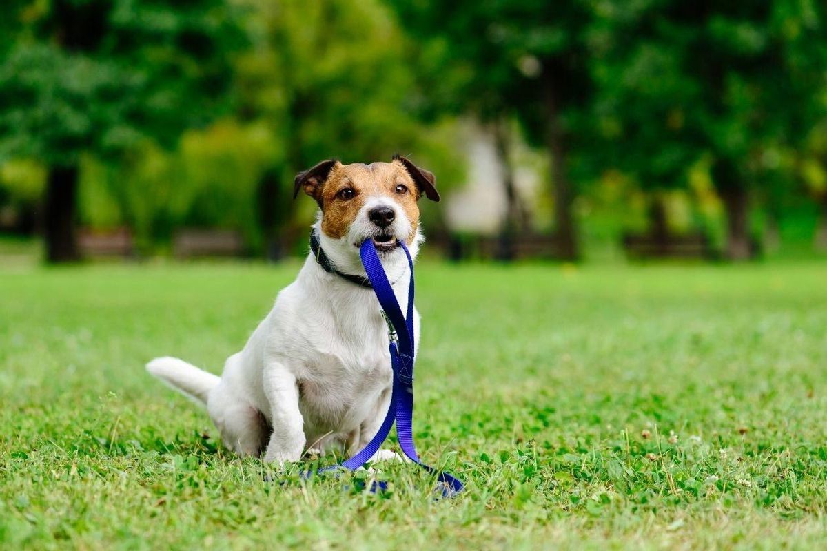Rubí obre a consulta prèvia el reglament del servei de recollida i manteniment d’animals de companyia Rubí obre a consulta prèvia el reglament del servei de recollida i manteniment d’animals de companyia