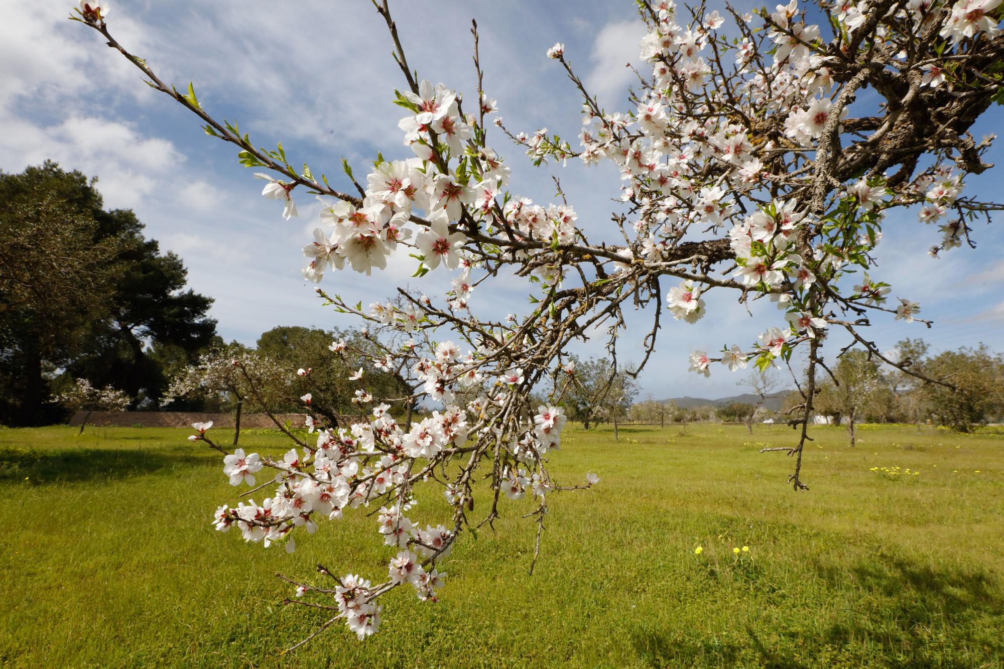 Almendros en flor cerca de Benimussa