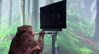 Elon Musk logra que un mono controle un videojuego con la mente