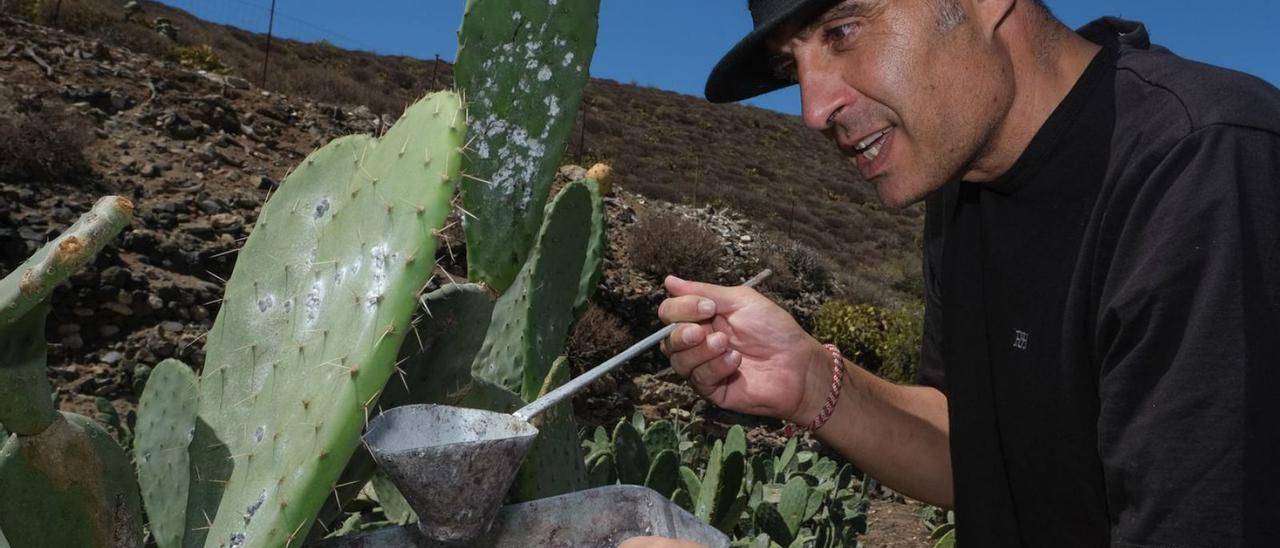 Lorenzo Pérez Jiménez recogiendo la cochinilla de las tuneras de  la finca que tiene en Marfú, en Ingenio.