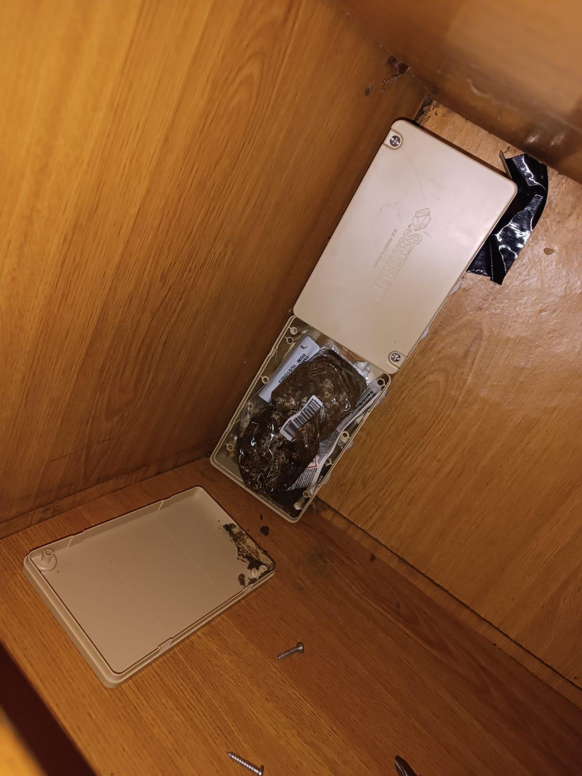 El invierno dispara las alertas por termitas en Galicia: devoran la ciudad y el rural