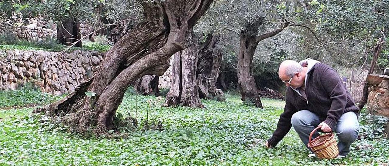 Recogida de aceitunas en la Serra de Tramuntana. | J.MORA