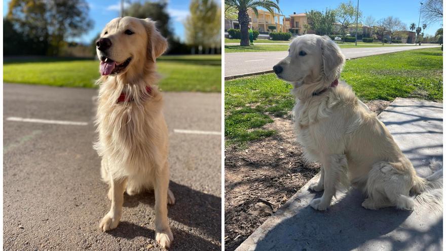 Encuentran a Derek, el perro desaparecido en Almassora