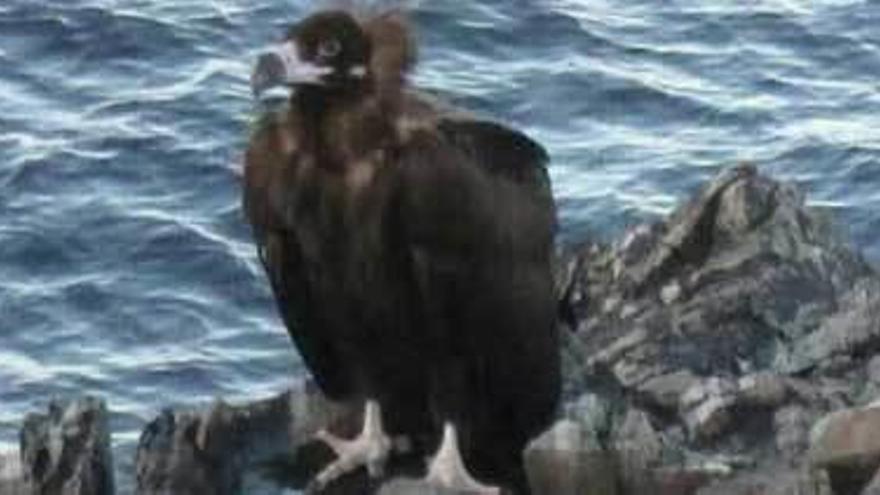 El joven buitre negro, ayer, posado en una peña del puerto de Tapia.