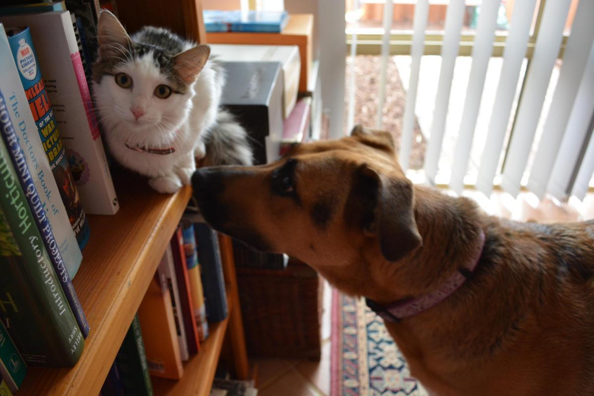 Un gato y un perro domésticos.