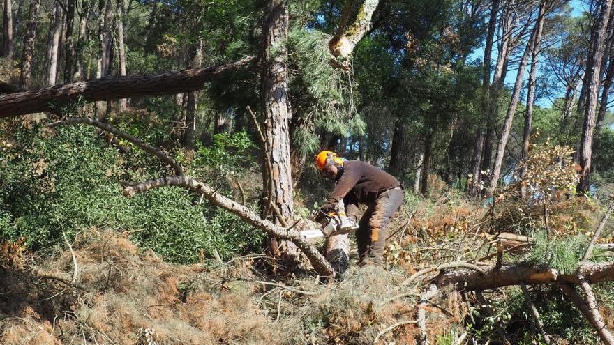 Un operari forestal treballant en feines d’aclarida | ACN