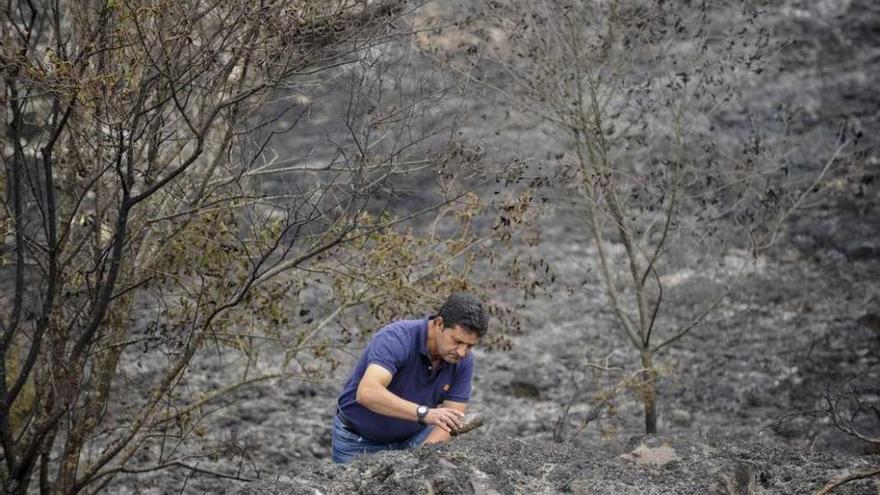 Un agente forestal busca pruebas en el incendio de Luintra, en el que se detectaron cuatro focos.