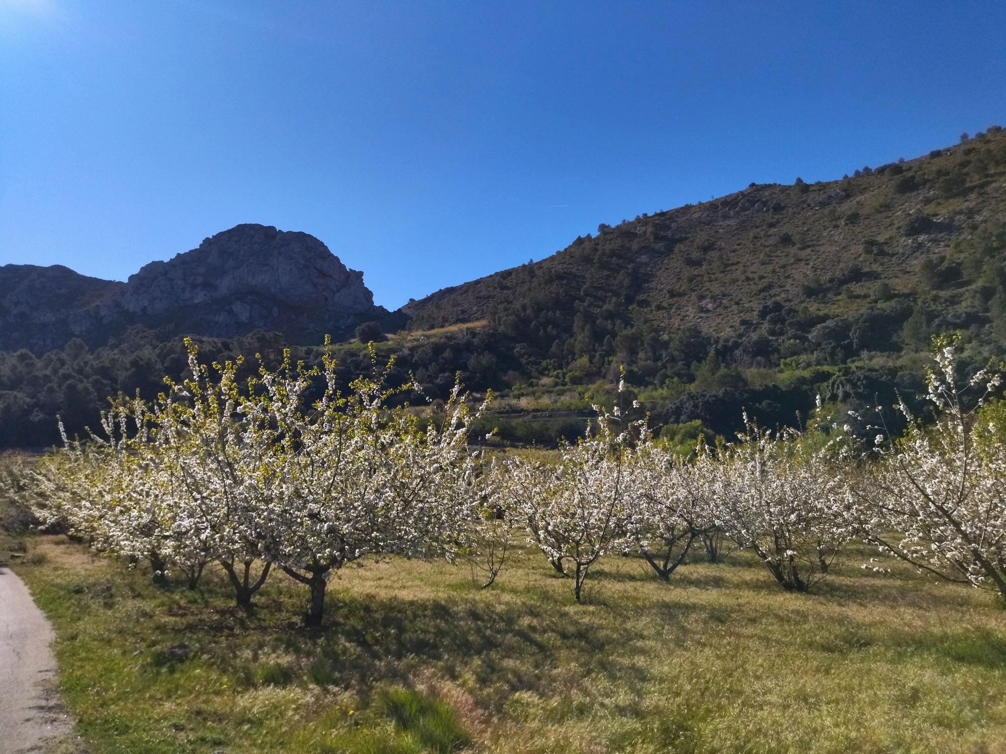 El "Hanami" valenciano: ya florecen los cerezos en la Vall de Laguar