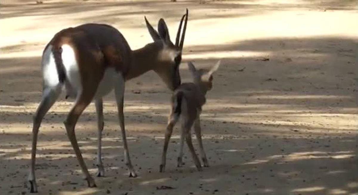 Neix una nova cria de gasela dorcas o comuna al Zoo de Barcelona 