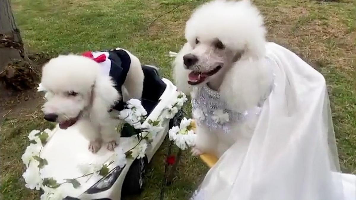 Boda canina varias parejas de perros se casan