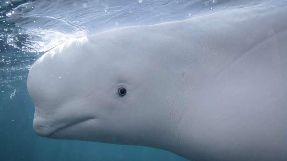Las ballenas belugas parecen reconocer su propio reflejo