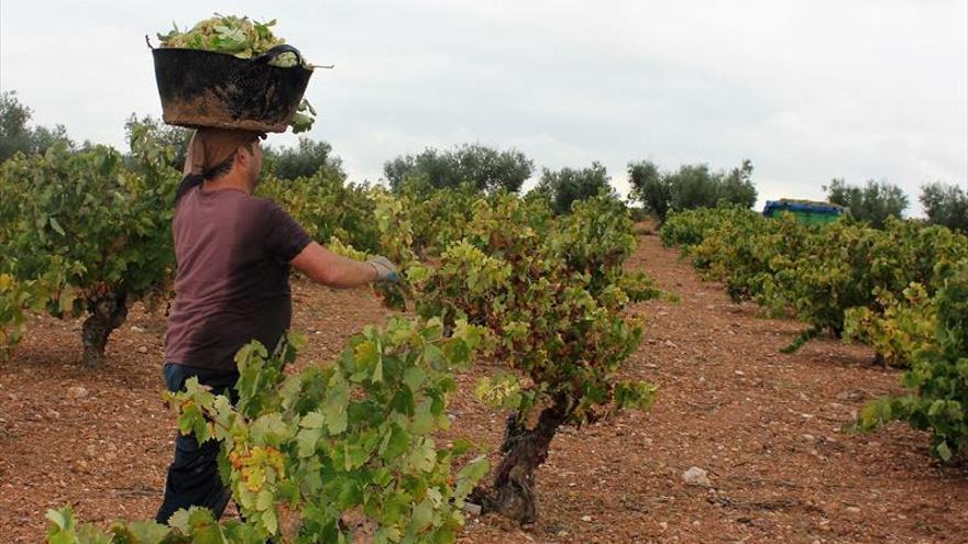 Asevex alerta de que la alta producción de vino provoca la caída de los precios