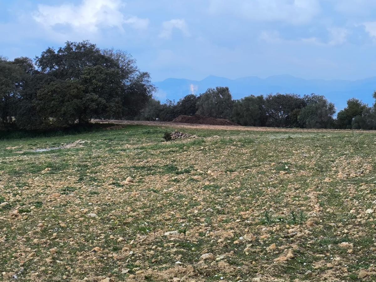 Montaña de estiércol en Son Venrell.