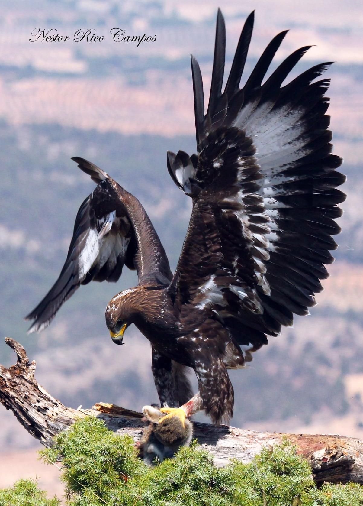 Expectación por comprobar las crías de las 25 parejas de águila real en la  provincia de Alicante - Información